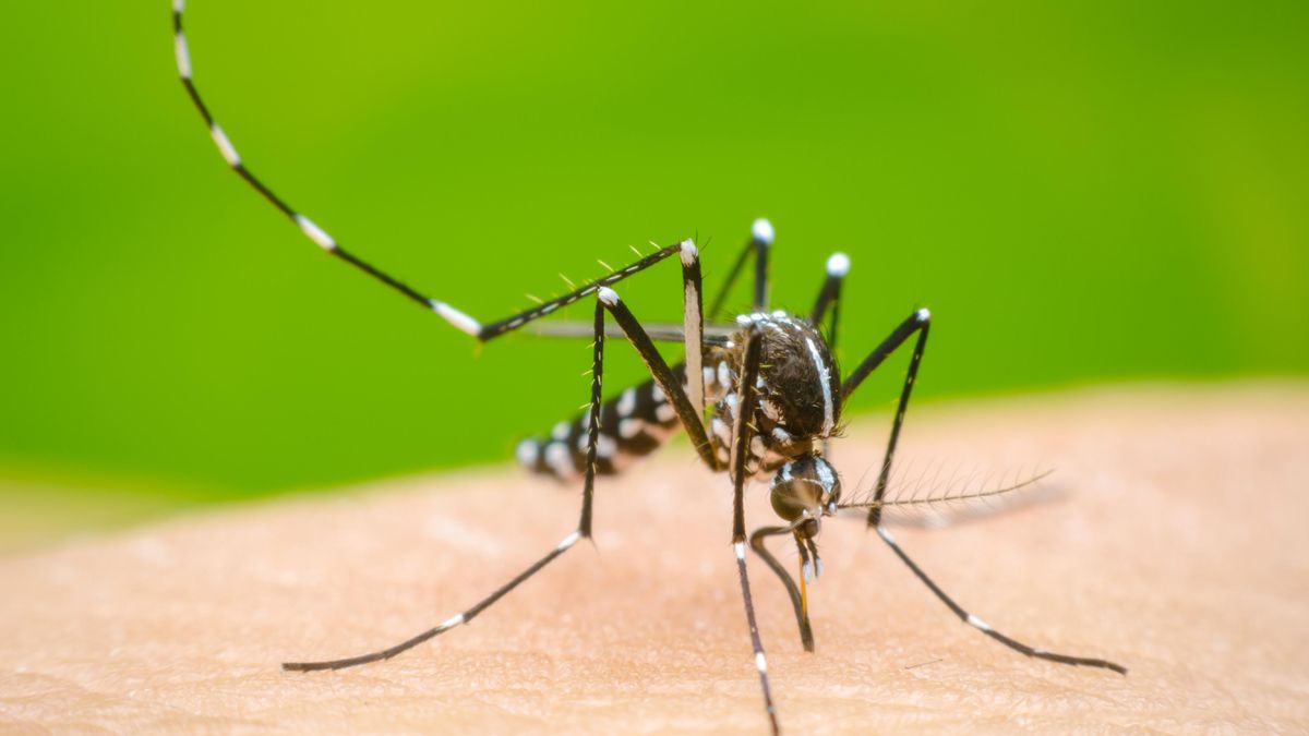 Ministerio de Salud Pública: ¿cuántos fueron los casos de dengue confirmados en 2025?
