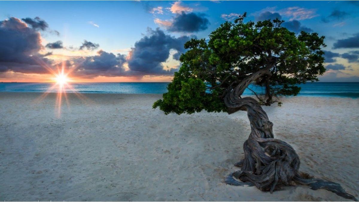 Aruba adds direct flight from Argentina: the numbers behind the fashion destination