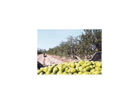 El Consejo Agrícola Internacional cambió los parámetros de identificación, ampliando las oportunidades de los aceites de oliva argentinos.