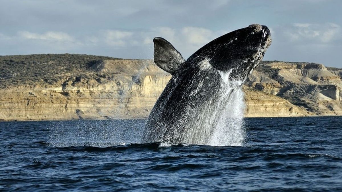 Temporada de ballenas: cuánto cuesta visitar Puerto Madryn