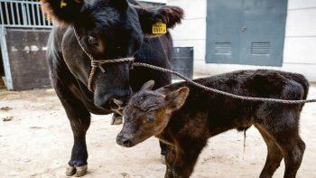 Fútbol. De Rossi (en honor al astro italiano adquirido por Boca). Nació&nbsp; en la Rural. Es un Aberdeen angus proveniente de Trenque Lauquen.