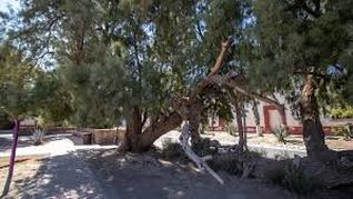 El famoso árbol de Icamole donde en 1876, Porfirio Díaz llora luego de ser derrotado por Mariano Escobedo y Carlos Fuero, desde allí lo apodan Llorón de Icamole.