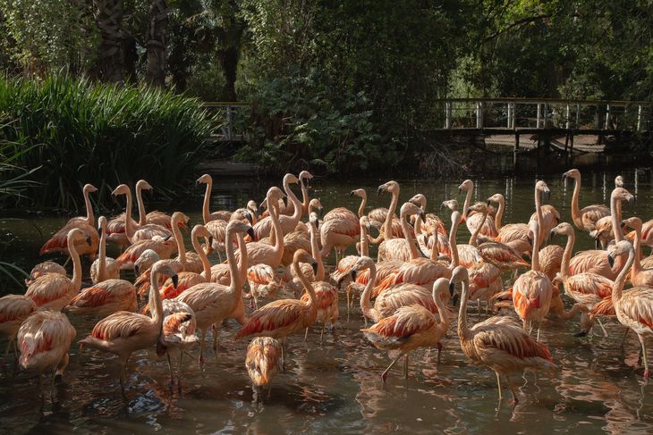 El bioparque nació como objetivo de mostrar la diversidad de flora y fauna pampeana