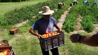 La baja en los precios de la ganadería y de los alimentos explicó la mayor parte del retroceso del Índice de Precios al Productor en diciembre, según datos del INE. La baja en los precios de la ganadería y de los alimentos explicó la mayor parte del retroceso del Índice de Precios al Productor en diciembre, según datos del INE.