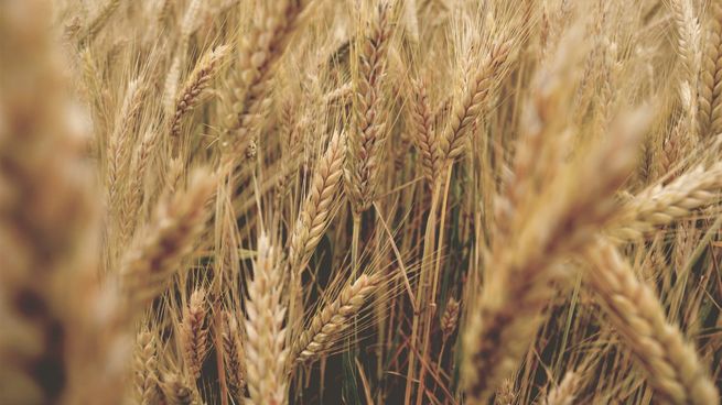 Brasil demandaría mayor volumen de trigo argentino por caída de su cosecha.