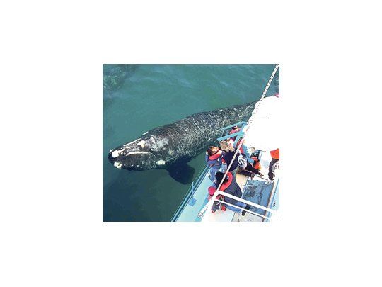 El viaje de ballenas francas australes se disfruta de junio a diciembre.