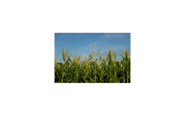 Bajan estimación de producción de maíz y soja en EEUU