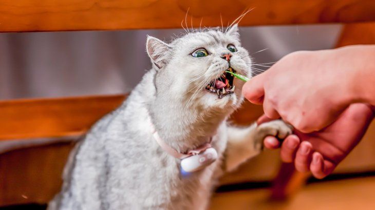 Gatos y perros se verán favorecidos con este invento. 