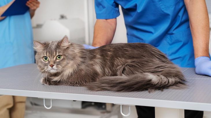 Siempre consultar con un veterinario profesional matriculado por la salud de nuestros gatos. Siempre consultar con un veterinario profesional matriculado por la salud de nuestros gatos.