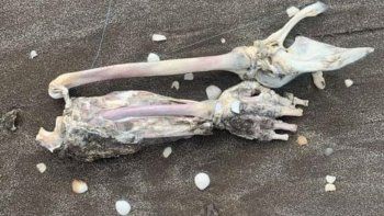 Fue a pescar a la Costa y sacó restos de un brazo, mientras en otro sector hallaron un torso