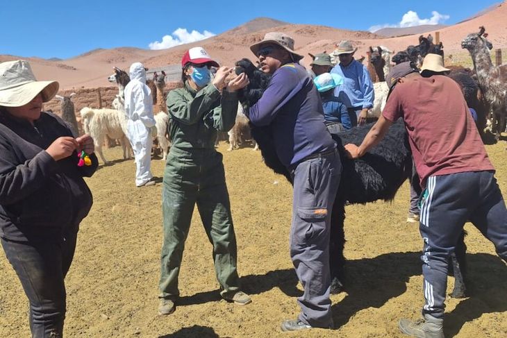 Los médicos veterinarios y el ingeniero agrónomo. Los médicos veterinarios y el ingeniero agrónomo.