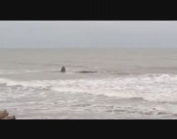 Intentan liberar a cachalote de 15 metros que quedó varado en una playa de Mar del Plata