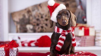 Se debe cuidar la salud de los perros durante las fiestas.&nbsp;