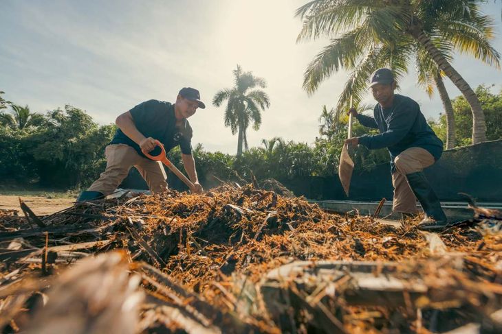 La poda es un elemento clave para el compostaje de residuos de Iberostar. La poda es un elemento clave para el compostaje de residuos de Iberostar.