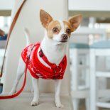 Cuáles son las razas más pequeñas e ideales para un departamento. Cuáles son las razas más pequeñas e ideales para un departamento.