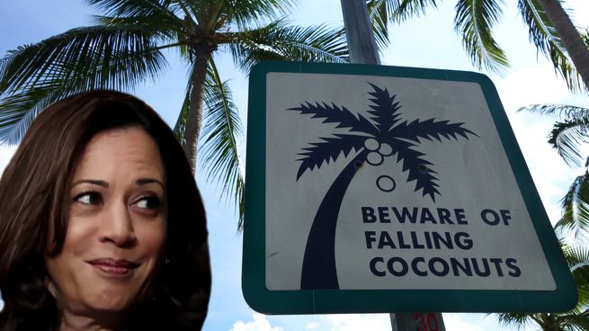Los cocos que caen de las palmeras pueden ser un problema para los que se ponen un su trayectoria, o para propios los cocos si caen sobre una superficie mas dura. Algo que deben tener en cuenta Donald Trump y Kamala Harris