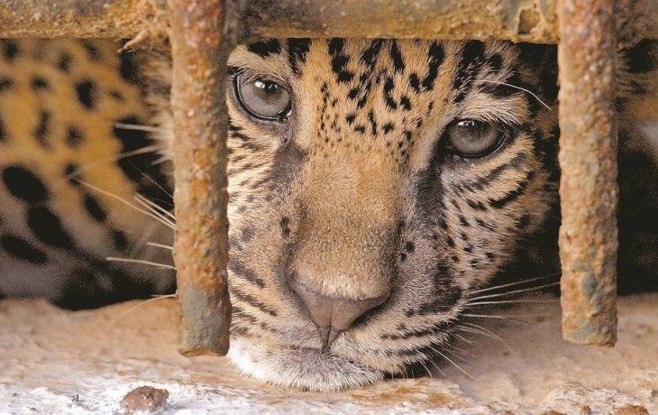 Leopardo.