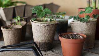 La importancia de limpiar regularmente las macetas para prevenir enfermedades que podrían afectar la salud y vitalidad de tus plantas.