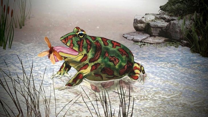 Nueva especie de anfibio. Nueva especie de anfibio. 