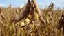 soybeans: more than 50% of the harvest remains to be sold