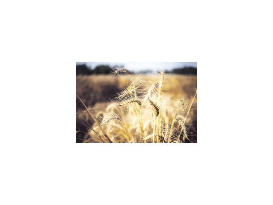 Los dirigentes de FAA, la Rural y CARBAP exigen al Gobierno que brinde una solución al conflicto del trigo ya que los productores no logran cobrar el precio lleno del cereal.