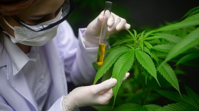 Argentina aprueba reglamentación histórica para la Industria del cannabis medicinal y cáñamo industrial