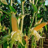 El maíz más activo de la Bolsa de Chicago bajaba 5,4% a u$s166,53 la tonelada. El maíz más activo de la Bolsa de Chicago bajaba 5,4% a u$s166,53 la tonelada.