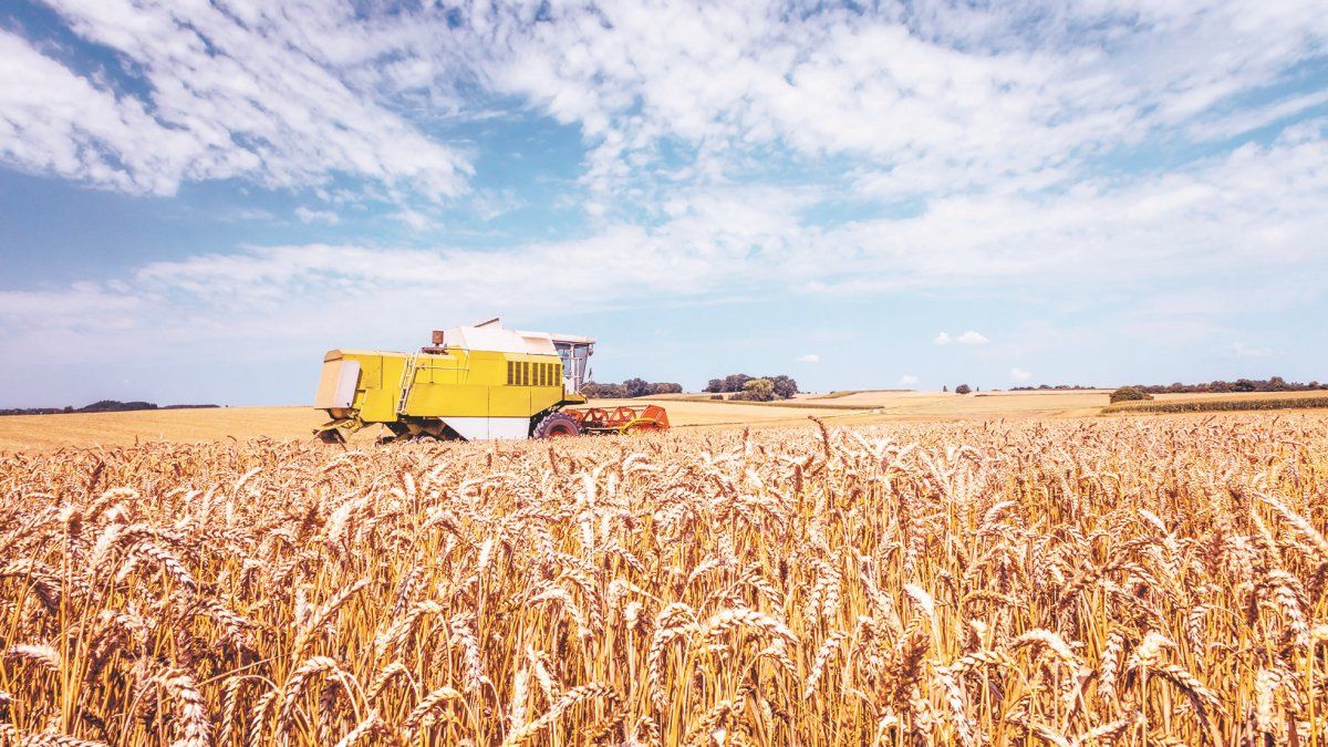 Argentine wheat harms less than the European