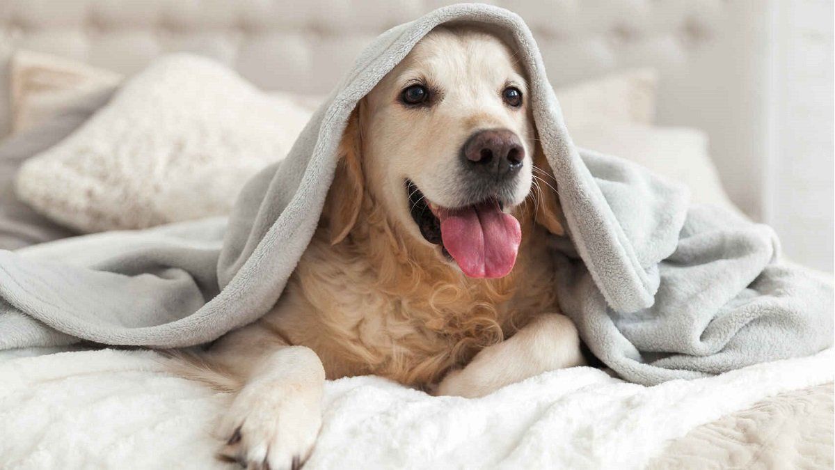 Do you have dogs? This is the expert’s trick to clean your dog’s bed in the best way.