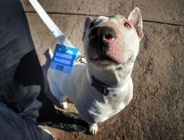 maraton de mascotas (3).jpg