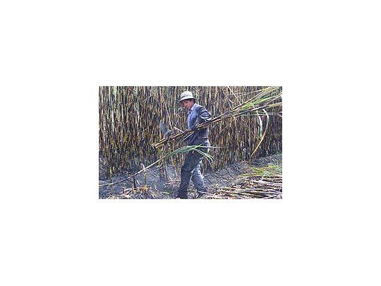 Sector azucarero teme por el financiamiento de la próxima zafra