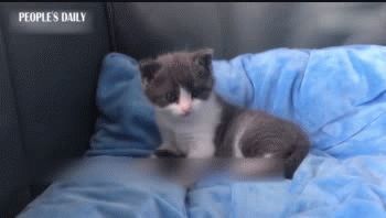 china clona por primera vez a un gato y crece la esperanza para los pandas