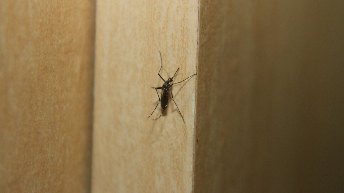 Dengue cases increase by almost 600% in Rio de Janeiro