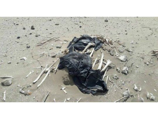 Revelan el misterio de los esqueletos en Península Valdés