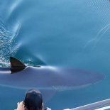 Tras permanecer durante horas en aguas cercanas, el tiburón nadó durante la noche por debajo de una red de barrera exterior instalada en la plataforma y volvió a entrar en la vía de agua. Tras permanecer durante horas en aguas cercanas, el tiburón nadó durante la noche por debajo de una red de barrera exterior instalada en la plataforma y volvió a entrar en la vía de agua.