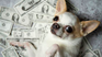 In this unusual case, the pets will access an inheritance of 2.8 million dollars. In this unusual case, the pets will access an inheritance of 2.8 million dollars.