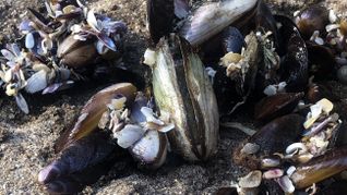 Vedaron la estracción de moluscos en la Provincia de Buenos Aires. Vedaron la estracción de moluscos en la Provincia de Buenos Aires.