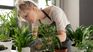 These are the tips you have to follow to have a good garden. These are the tips you have to follow to have a good garden.