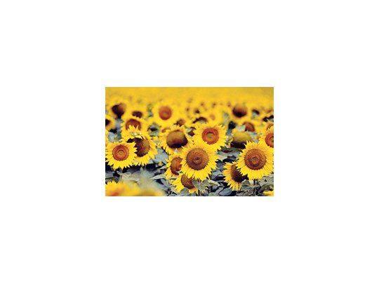 La Bolsa de Comercio de Rosario consideró que en la actual campaña 2009/10 la producción de girasol alcanzará los 2,1 millones de toneladas.