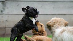 If your puppy misbehaves, this is the ideal age to train him. If your puppy misbehaves, this is the ideal age to train him.