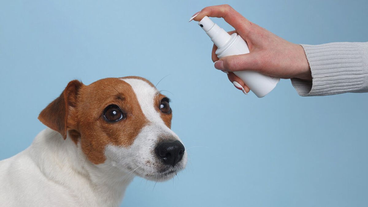 How to protect your pet from mosquitoes