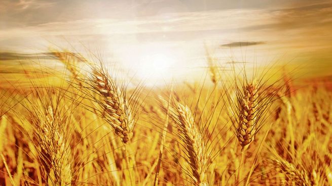 Cosecha: mejora la campaña de trigo y se estimó en 18 millones de toneladas.