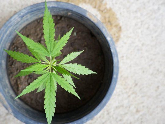 cannabis