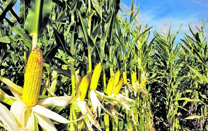precios de alimentos: gobierno cerro exportaciones de maiz para priorizar el mercado interno