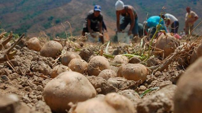 La papa es el tercer rubro agrícola de Venezuela. &nbsp;