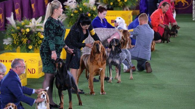 En Estados Unidos se celebró el concurso en el que participan los perros más feos del mundo.