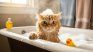 Although they groom themselves, some cats need help with their hygiene. Although they groom themselves, some cats need help with their hygiene.