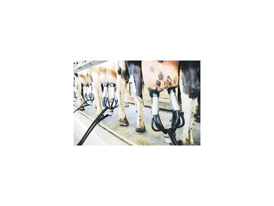 Pese a que el precio internacional de la leche bate récords, los tamberos no pueden aprovechar los valores por la intervención del Gobierno en el mercado.