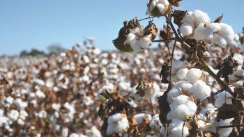 Se anunció formalmente la aprobación comercial del primer evento biotecnológico aplicado al algodón desarrollado por una empresa argentina.