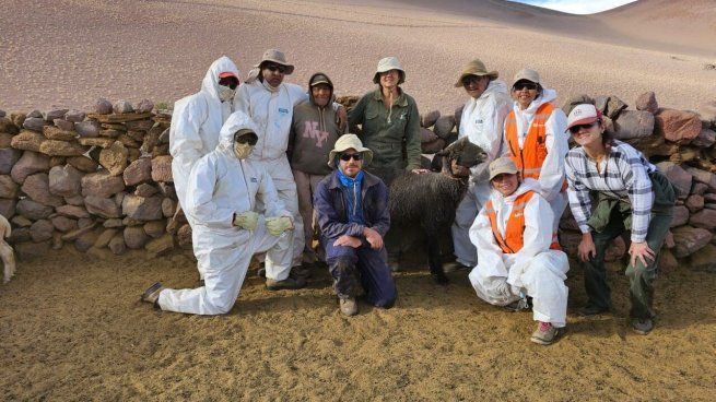 Los médicos veterinarios y el ingeniero agrónomo que estuvieron al mando del Programa de Sanidad Animal.